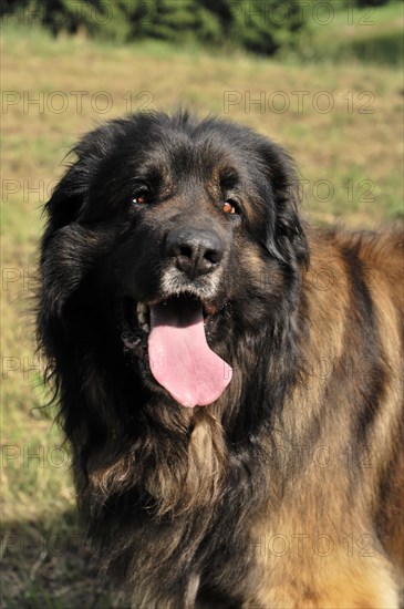 Leonberger dog, Attentive dog with tongue sticking out stands outside in daylight, Leonberger dog, Schwaebisch Gmuend, Baden-Wuerttemberg, Germany, Europe