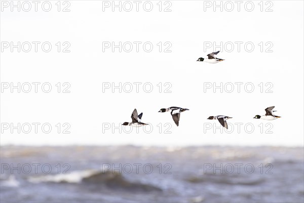 Common goldeneye (Bucephala clangula), small flock in flight, Laanemaa, Estonia, Europe