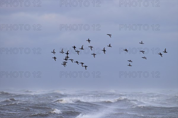 Greater scaup (Aythya marila), small flock in flight over turbulent sea, Laanemaa, Estonia, Europe