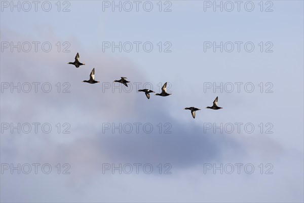 Velvet scoter (Melanitta fusca), small flock in flight, Laanemaa, Estonia, Europe