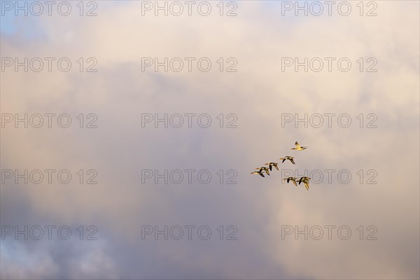 Red-breasted Merganser (Mergus serrator), small flock in flight, Laanemaa, Estonia, Europe