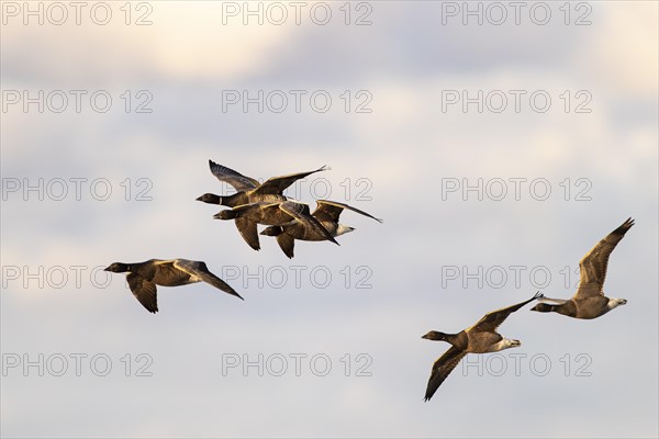 Brant goose (Branta bernicla), small flock in flight, Laanemaa, Estonia, Europe