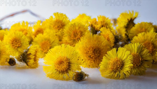 Yellow coltsfoot flowers arranged diagonally on a white background, medicinal plant coltsfoot, Tussilago farfara, KI generated, AI generated