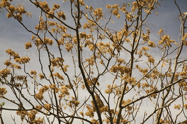 Close-up of silhouetted deciduous tree branches with dry and wilted golden brown leaves in summer, Ronda, Spain, Europe