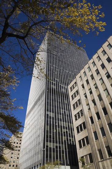 Modern architectural steel and glass office tower constructed between two old buildings framed by yellow Acer, Maple tree branches with yellow leaves in autumn, Montreal, Quebec, Canada, North America