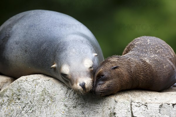 California sea lion (Zalophus californianus), An adult sea lion and a juvenile showing love and bonding while cuddling on a rock