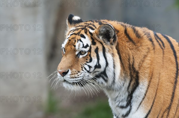 Siberian tiger (Panthera tigris altaica), portrait, captive, Germany, Europe