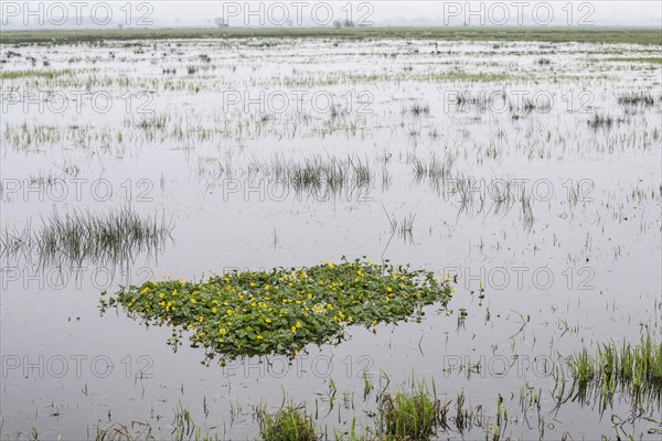 Marsh marigolds (Caltha palustris) in a wet meadow, Lower Saxony, Germany, Europe