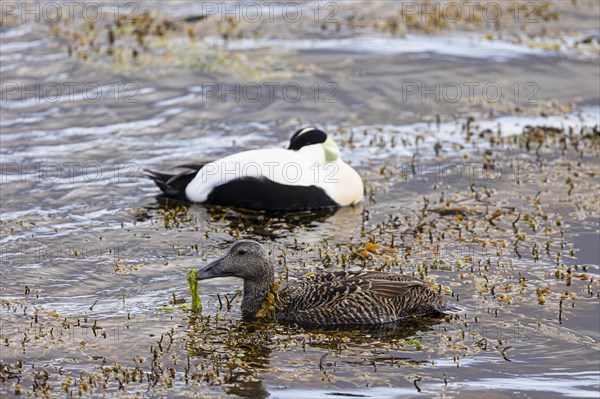 Common eider (Somateria mollissima), adult pair, Vadso, Varanger, Finnmark, Norway, Europe