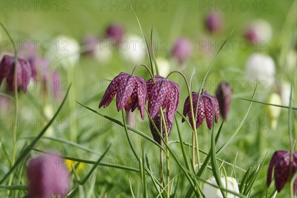 Charming chequerboard flower, spring, Germany, Europe