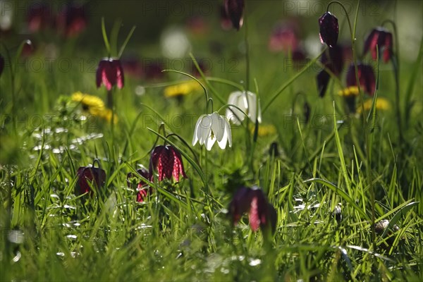 Enchanting chequerboard flowers, April, Germany, Europe