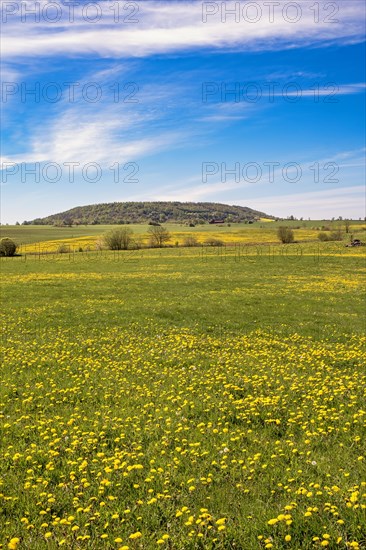 Flowering dandelion (Taraxacum officinale) on a grass meadow with a view at a table mountain in a Unesco Geopark, Alleberg, Falkoeping, Sweden, Europe