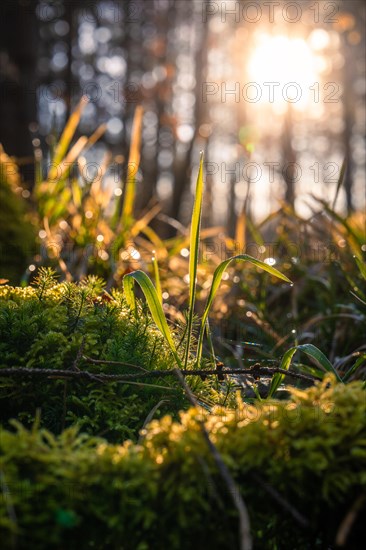 Dewdrops on grass and moss sparkle in the light of the low sun in the forest, Gechingen, Black Forest, Germany, Europe
