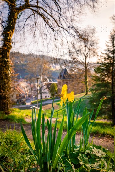 Daffodils in the foreground with a view of a small town at sunset, Calw, Black Forest, Germany, Europe