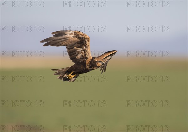 Western marsh-harrier (Circus aeruginosus), Extremadura, Castilla La Mancha, Spain, Europe