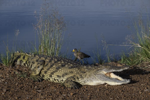 Nile crocodile (Crocodylus niloticus) Mziki Private Game Reserve, North West Province, South Africa, Africa