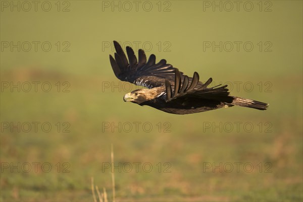 Iberian Eagle, Spanish Imperial Eagle (Aquila adalberti), Extremadura, Castilla La Mancha, Spain, Europe