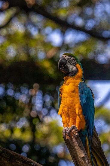 Portrait of a parrot. Beautiful shot of the animals in the forest on Guadeloupe, Caribbean, French Antilles