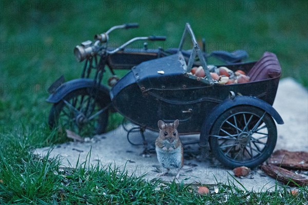 Wood mouse standing in front of motorbike on stone slab in green grass looking from the front