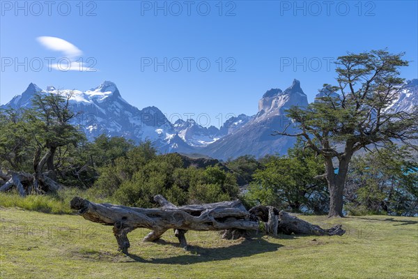 Andean mountain range, bizzare and dead vegetation, Torres del Paine National Park, Parque Nacional Torres del Paine, Cordillera del Paine, Towers of the Blue Sky, Region de Magallanes y de la Antartica Chilena, Ultima Esperanza province, UNESCO biosphere reserve, Patagonia, End of the World, Chile, South America