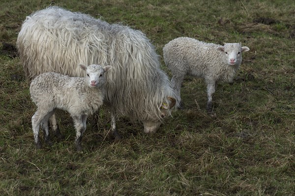 Horned moorland sheep (Ovis aries) with their lambs on the pasture, Mecklenburg-Western Pomerania, Germany, Europe