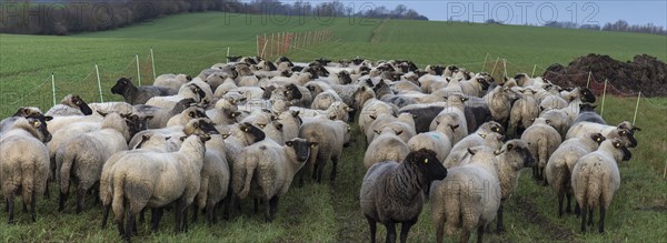 Black-headed domestic sheep (Ovis gmelini aries) waiting in the pen for the new pasture, Mecklenburg-Vorpommern, Germany, Europe