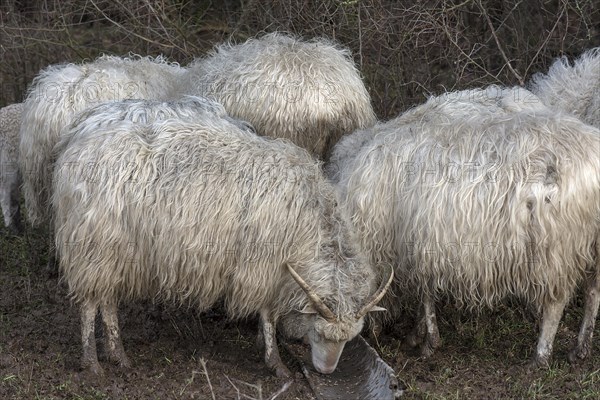 Horned moorland sheep (Ovis aries) on pasture, Mecklenburg-Western Pomerania, Germany, Europe