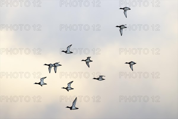 Tufted duck (Aythya fuligula), small flock in flight, Laanemaa, Estonia, Europe