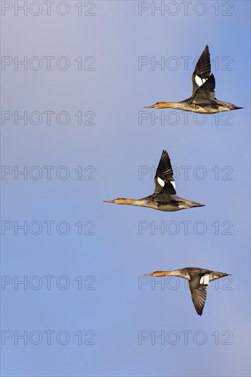 Red-breasted Merganser (Mergus serrator), small flock in flight, Laanemaa, Estonia, Europe