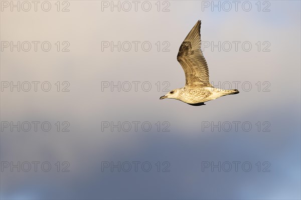 Lesser black-backed gull (Larus fuscus), juvenile bird in flight, Laanemaa, Estonia, Europe