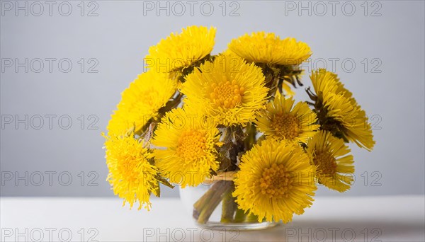 A dense bouquet of coltsfoot flowers in a vase on a table against a white background, medicinal plant coltsfoot, Tussilago farfara, KI generated, AI generated