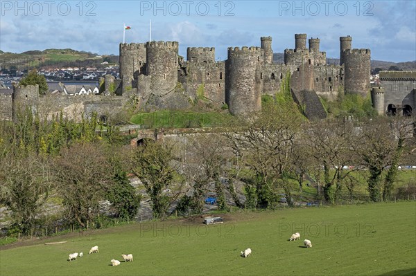 Sheep, lambs, castle, Conwy, Wales, Great Britain