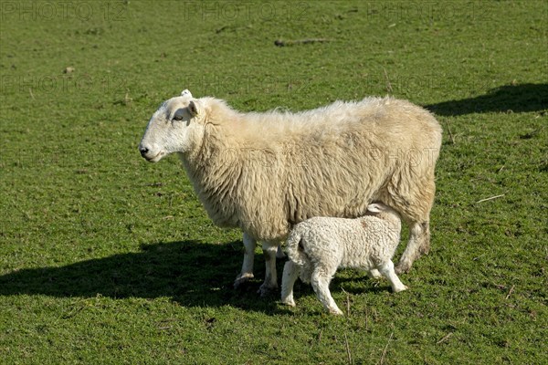 Sheep, lamb, suckling, Conwy, Wales, Great Britain
