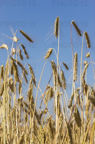 Rye ears, rye, cereal grain, East Frisia, Germany, Europe