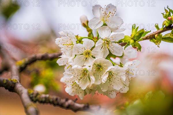 The white blossoms of a sweet cherry (Prunus avium) on a cherry tree, Jena, Thuringia, Germany, Europe