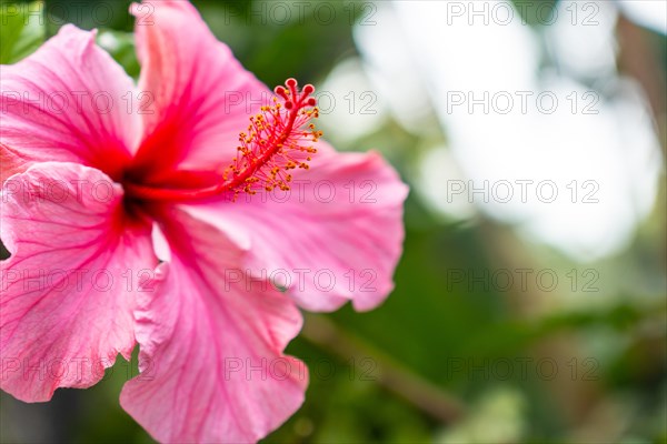 A pink flower with a red center. The flower is in full bloom and is surrounded by green leaves. Concept of beauty and natural wonder