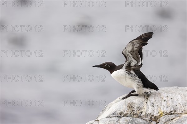 Common guillemot (Uria aalge) flapping its wings shortly in front of take-off, Hornoya Island, Vardo, Varanger, Finnmark, Norway, Europe