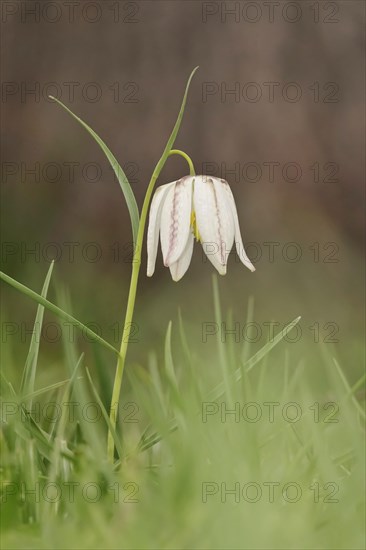 Charming chequerboard flower, spring, Germany, Europe