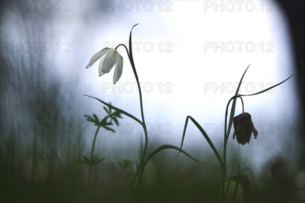 Charming chequerboard flower, spring, Germany, Europe