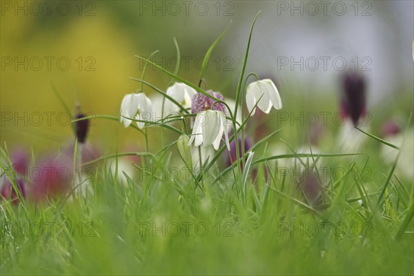 Charming chequerboard flower, spring, Germany, Europe