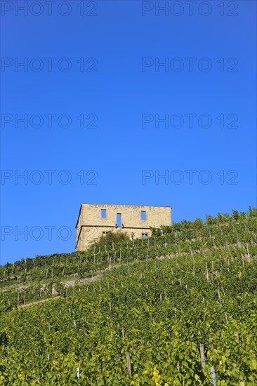 Yburg, Y-Burg, Yberg, Eibenburg, ruins of a hillside castle, historic building, built in the early 14th century, excursion destination, vineyard, Stetten vineyards, plants, Kernen im Remstal, Rems-Murr-Kreis, Baden-Wuerttemberg, Germany, Europe