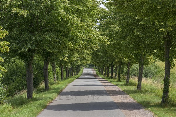 Flowering avenue of lime trees (Tilia platyphyllos), Rehna, Mecklenburg-Vorpommern, Germany, Europe