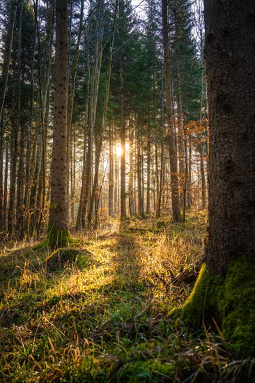 Sunrise in the forest with long shadows and a soft light falling over the forest floor, Gechingen, Black Forest, Germany, Europe