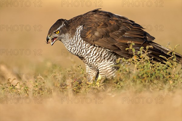 Male Northern Goshawk (Accipiter gentilis), Crested, Agramunt, Catalonia, Spain, Europe