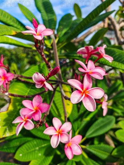 Jardin Botaniqu de Deshaies, botanical garden with flora and fauna in Guadeloupe, Caribbean, French Antilles