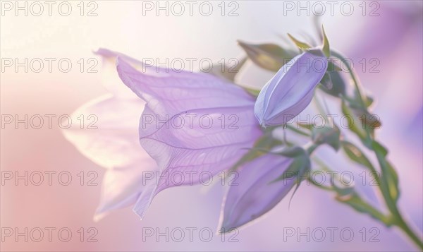 Close-up of a bellflower in soft light, closeup view, selective focus, spring background AI generated