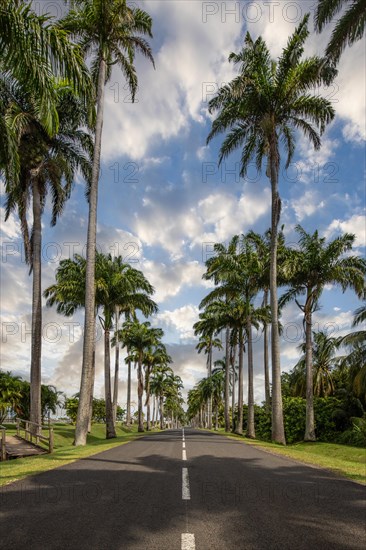 The famous palm avenue l'Allee Dumanoir. Landscape shot from the centre of the street into the avenue. Taken on a changeable day on Grand Terre, Guadeloupe, Caribbean, North America