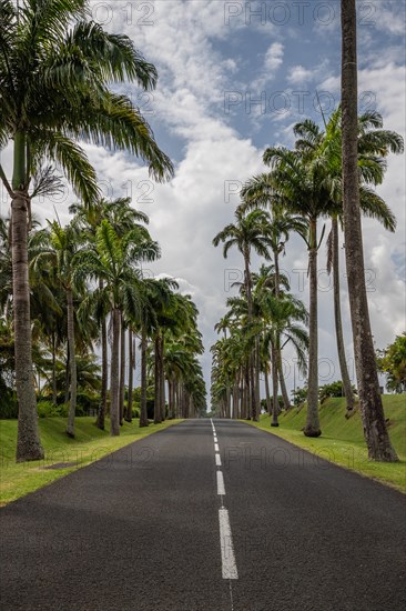 The famous palm avenue l'Allee Dumanoir. Landscape shot from the centre of the street into the avenue. Taken on a changeable day on Grand Terre, Guadeloupe, Caribbean, North America