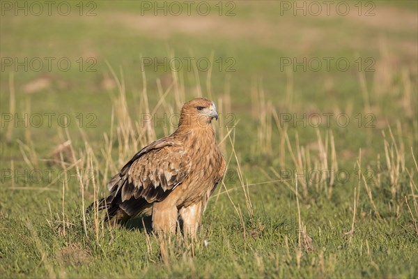 Juvenile Iberian Eagle, Spanish Imperial Eagle (Aquila adalberti), Extremadura, Castilla La Mancha, Spain, Europe