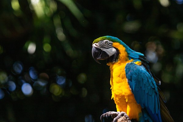 Portrait of a parrot. Beautiful shot of the animals in the forest on Guadeloupe, Caribbean, French Antilles